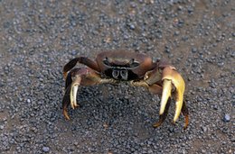 Archipel-des-Comores;-Crabe;-Crabe-de-terre;-Crustacé;-Faune;-France;-Gravier;-Kaleidos;-Kaleidos-images;-La-parole-à-limage;-Laurent-Abad;-Mayotte;-Océan-Indien;-Pinces;-Stories-Pictures